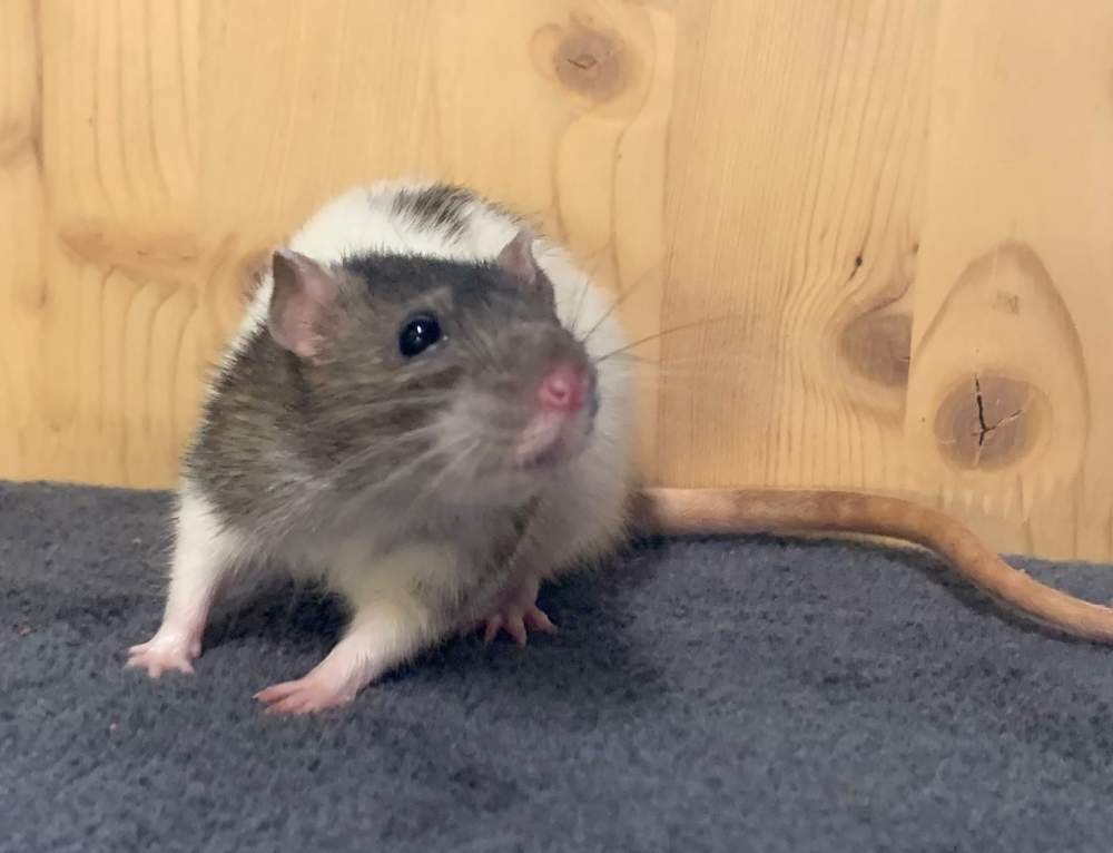 Fancy rat Breeder Rattus norvegicus 