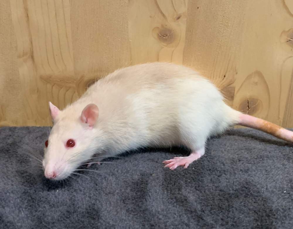 Fancy rat Breeder Rattus norvegicus 