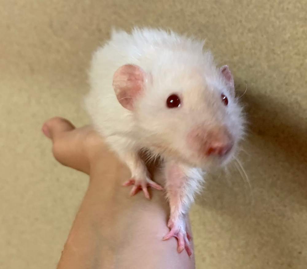 Fancy rat Available for rehoming Rattus norvegicus Germany, Marl