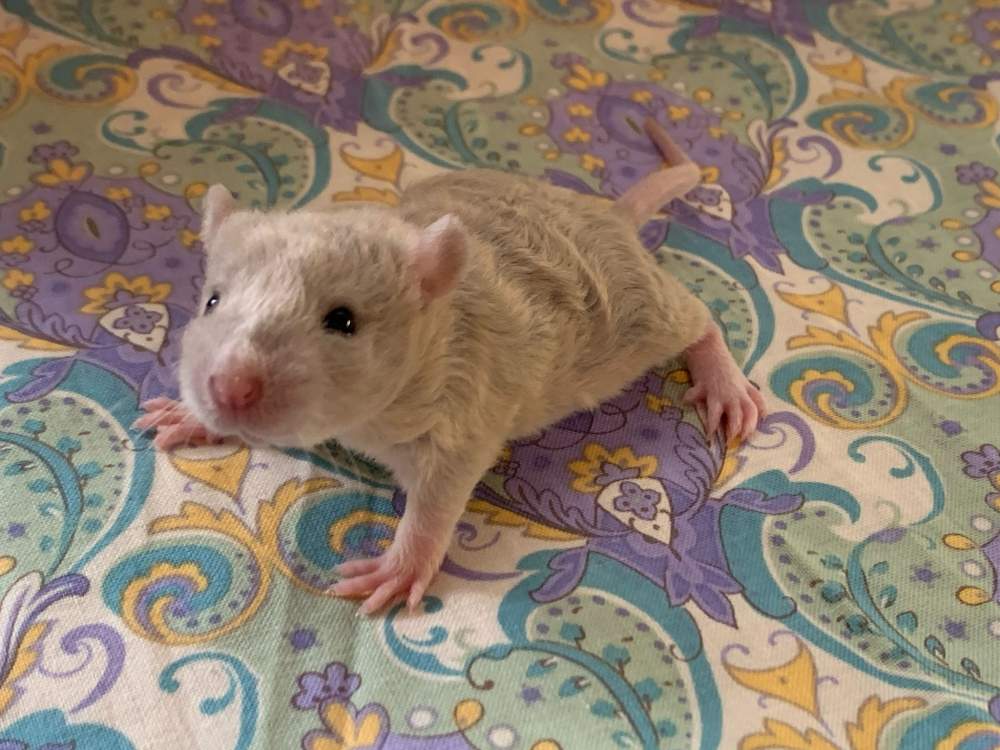Fancy rat Breeder Rattus norvegicus 