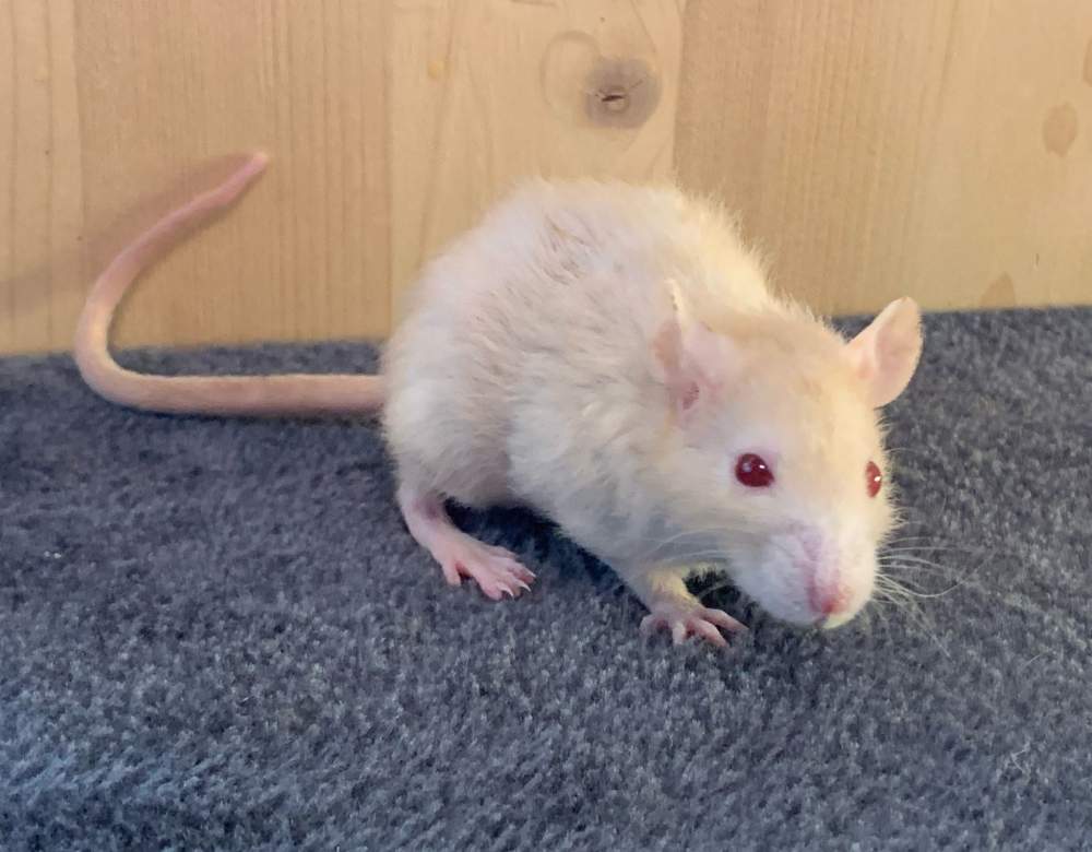 Fancy rat Breeder Rattus norvegicus 
