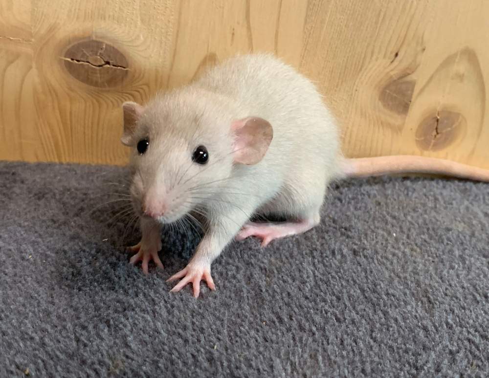 Fancy rat Breeder Rattus norvegicus 