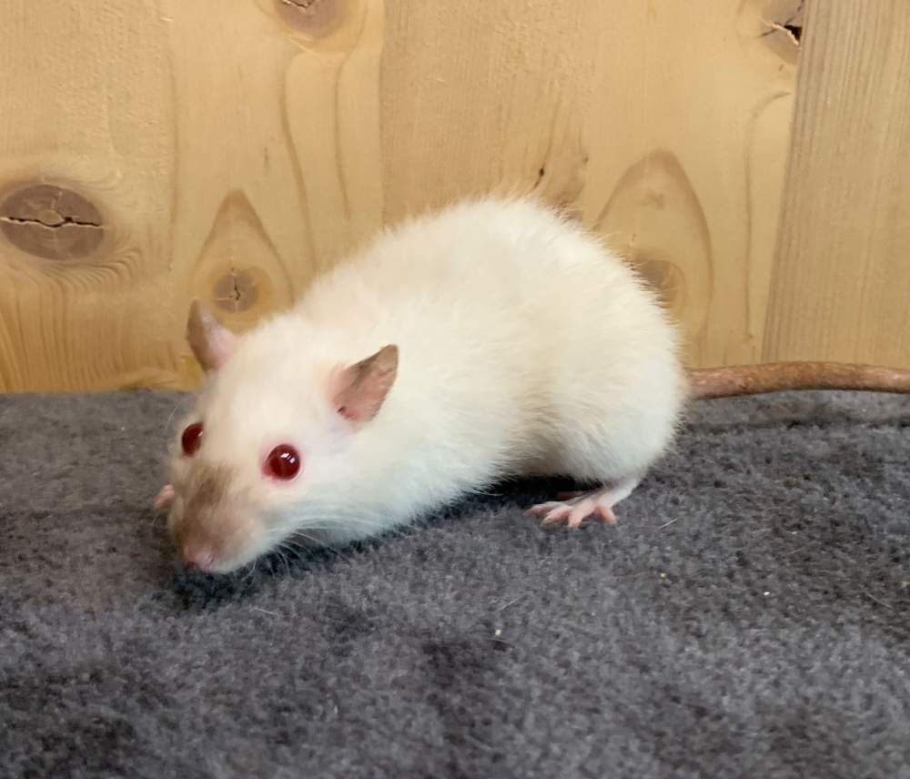 Fancy rat Breeder Rattus norvegicus 