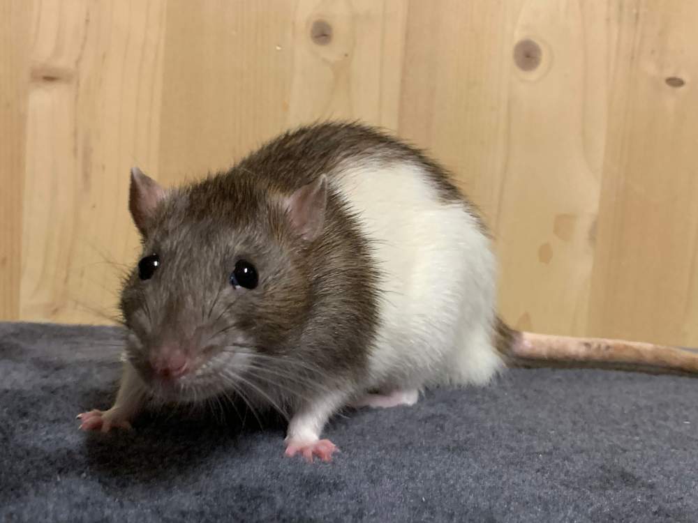 Fancy rat Breeder Rattus norvegicus 