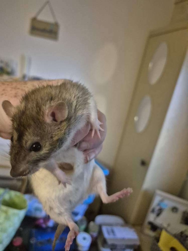 Fancy rat Pet only Rattus norvegicus 