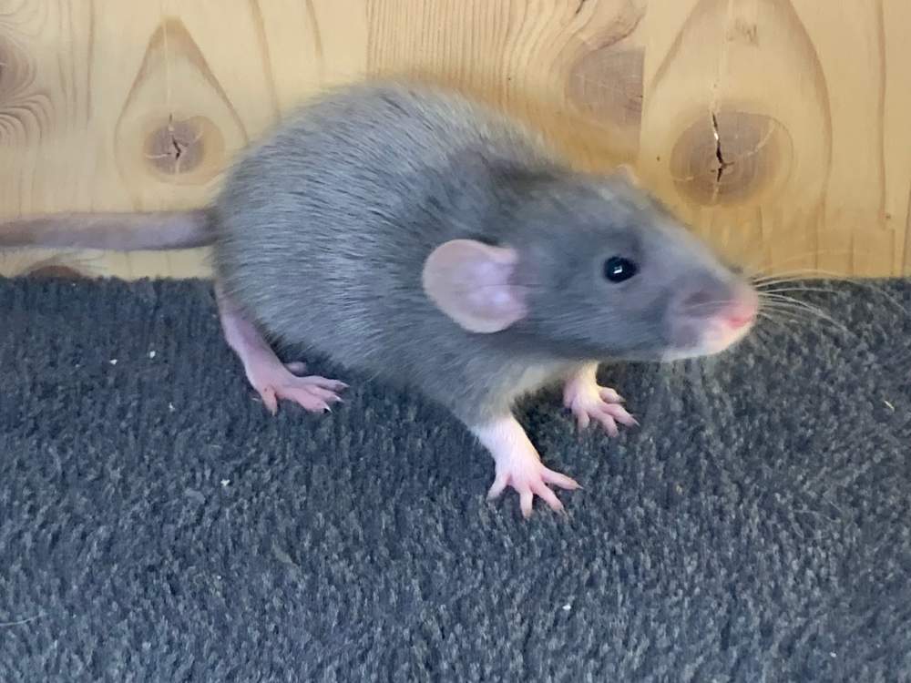 Fancy rat Breeder Rattus norvegicus 