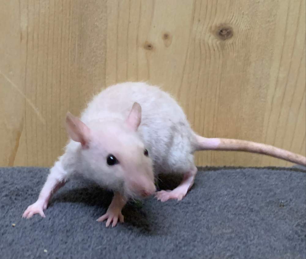 Fancy rat Breeder Rattus norvegicus 