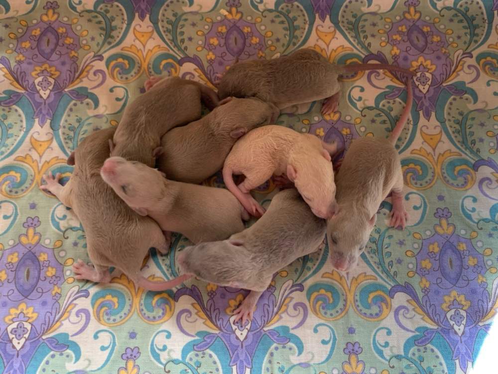 Fancy rat Breeder Rattus norvegicus 