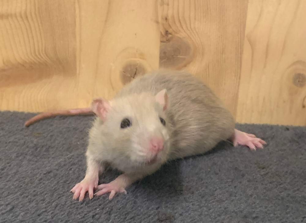 Fancy rat Breeder Rattus norvegicus 