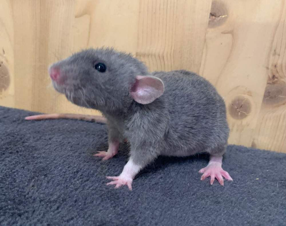 Fancy rat Breeder Rattus norvegicus 
