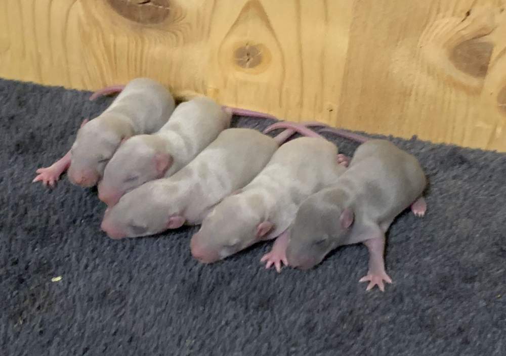 Fancy rat Breeder Rattus norvegicus 
