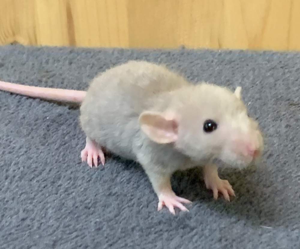 Fancy rat Breeder Rattus norvegicus 