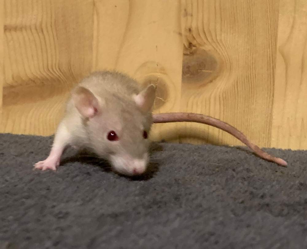 Fancy rat Breeder Rattus norvegicus 