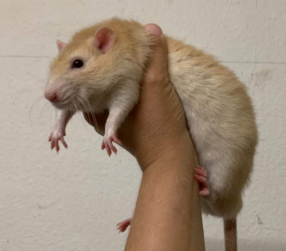 Fancy rat Breeder Rattus norvegicus 