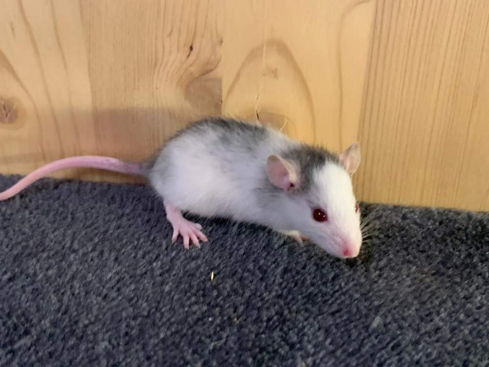Fancy rat Breeder Rattus norvegicus 