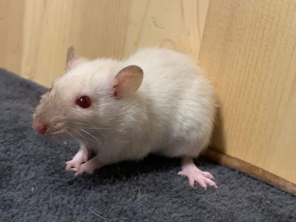 Fancy rat Breeder Rattus norvegicus 