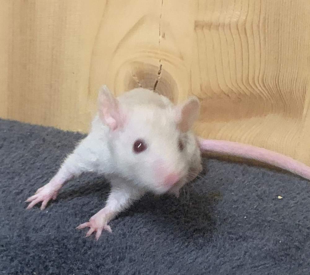 Fancy rat Breeder Rattus norvegicus 