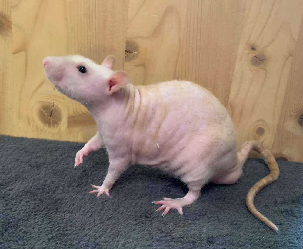 Fancy rat Breeder Rattus norvegicus 