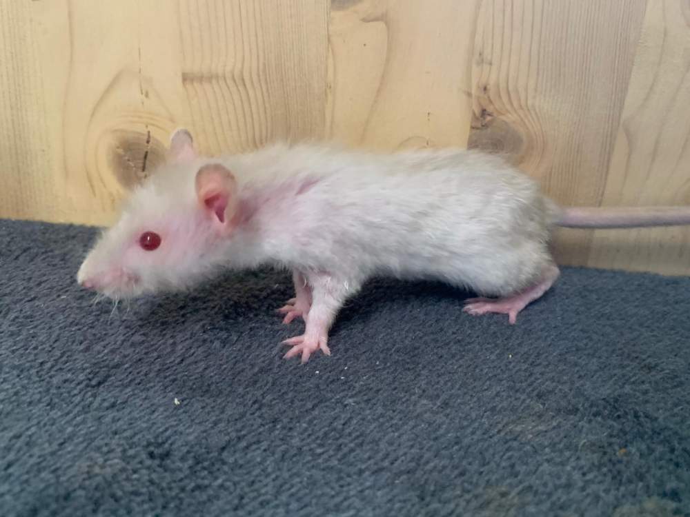 Fancy rat Breeder Rattus norvegicus 