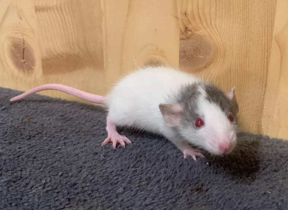 Fancy rat Breeder Rattus norvegicus 