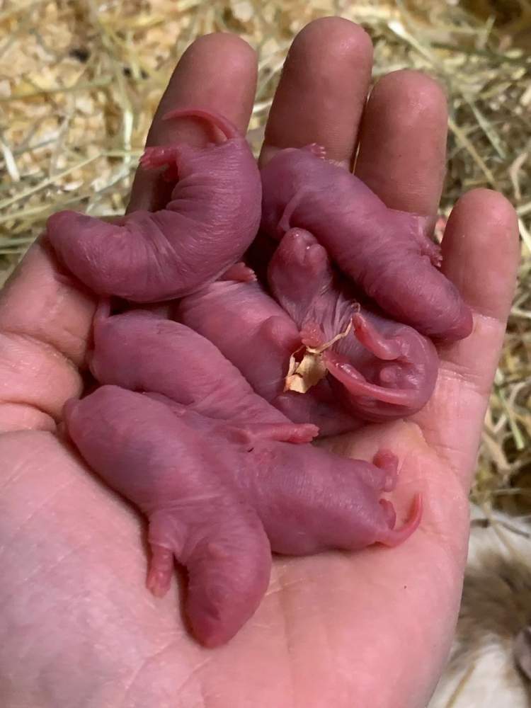 Fancy rat Breeder Rattus norvegicus 