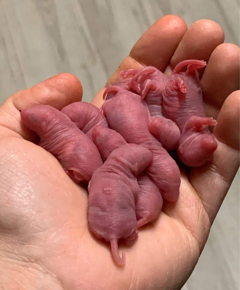 Fancy rat Breeder Rattus norvegicus 