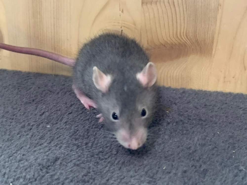 Fancy rat Breeder Rattus norvegicus 