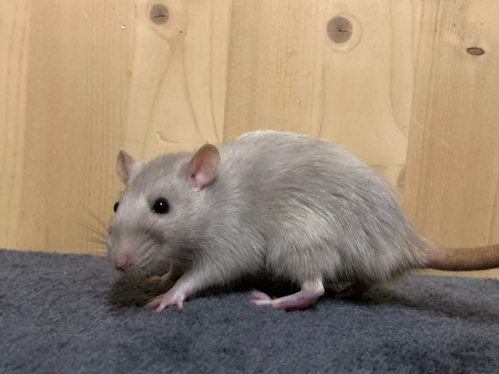 Fancy rat Breeder Rattus norvegicus 