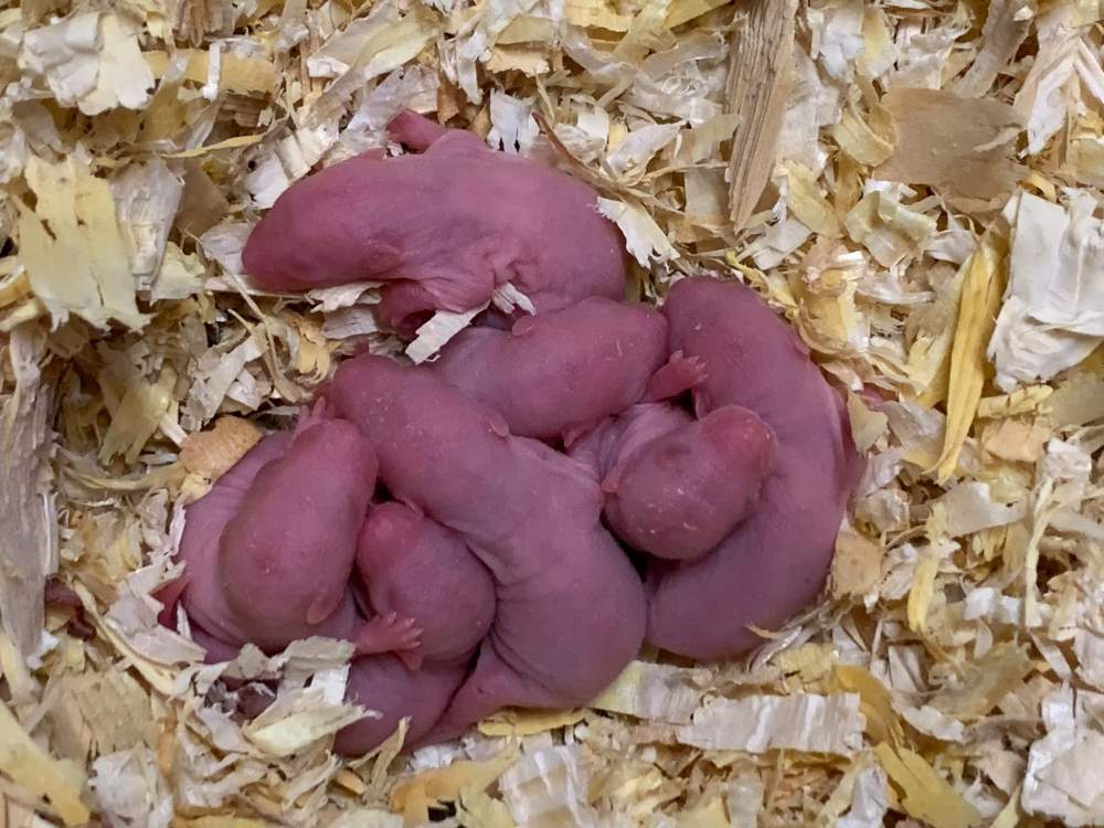 Fancy rat Breeder Rattus norvegicus 