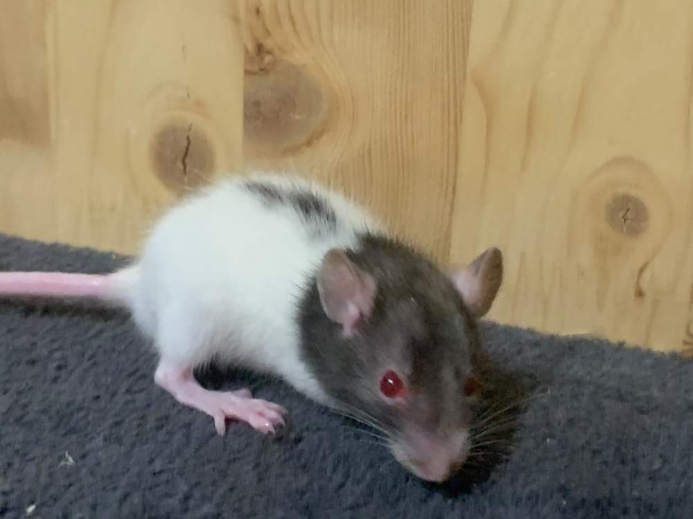 Fancy rat Breeder Rattus norvegicus 