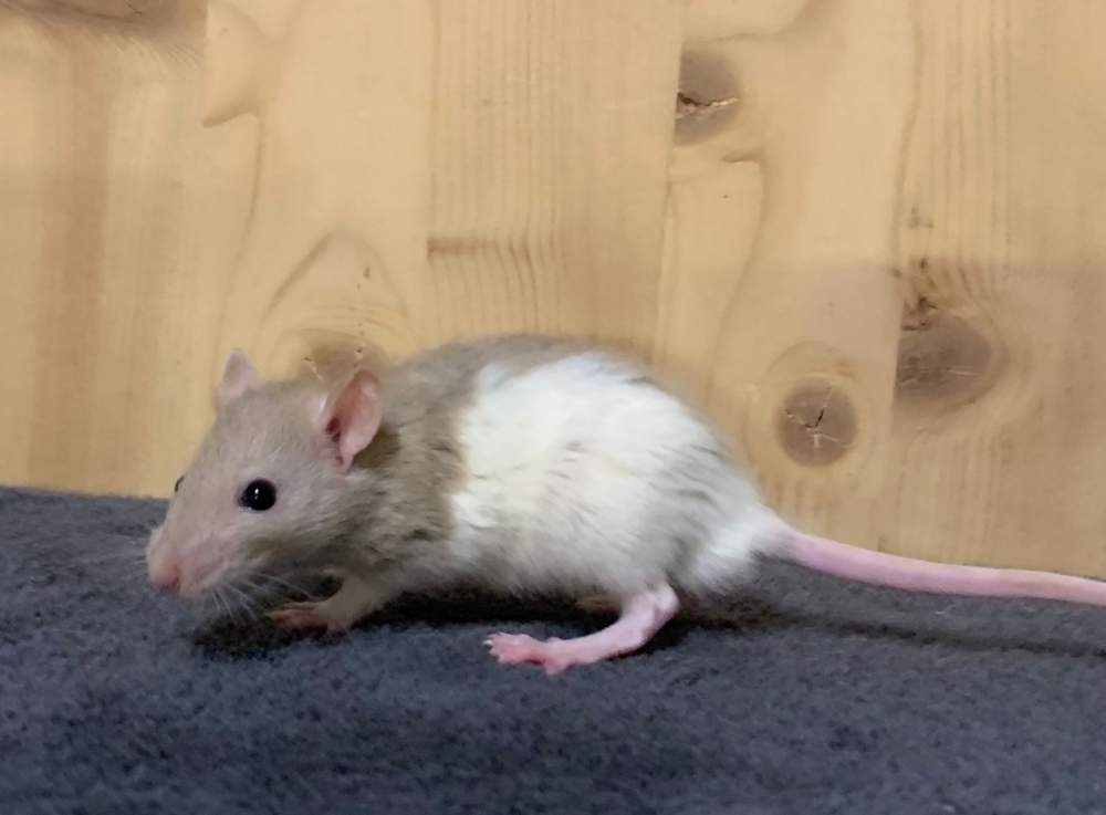 Fancy rat Breeder Rattus norvegicus 