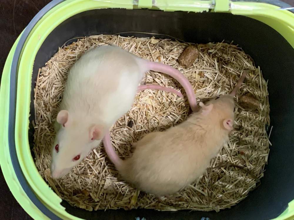 Fancy rat Breeder Rattus norvegicus 