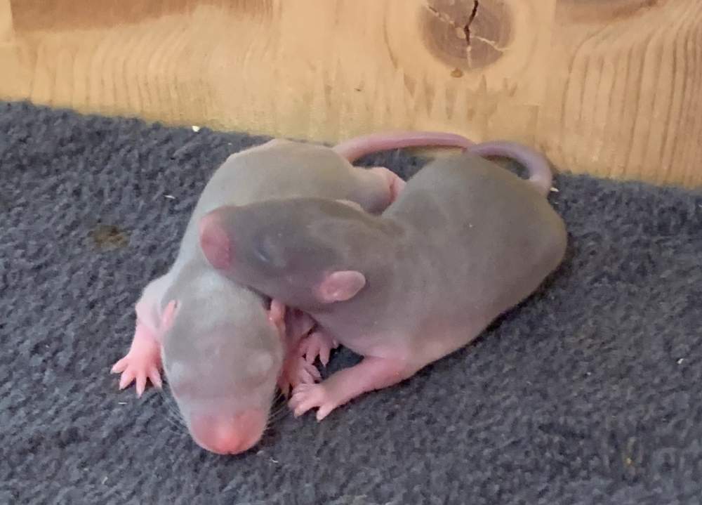 Fancy rat Breeder Rattus norvegicus 