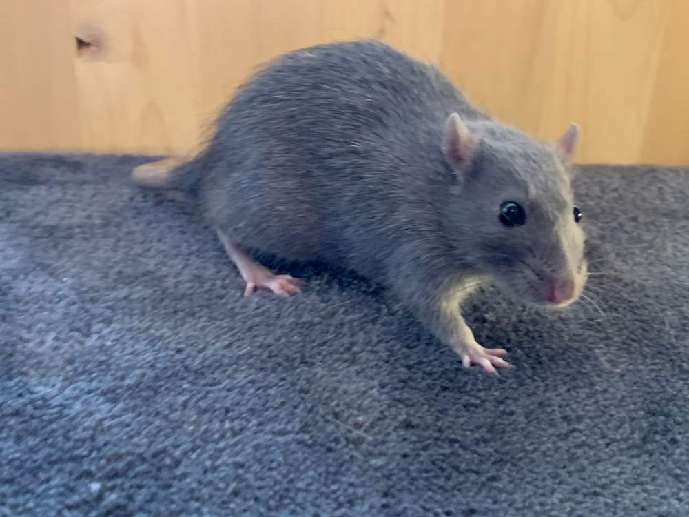 Fancy rat Breeder Rattus norvegicus 