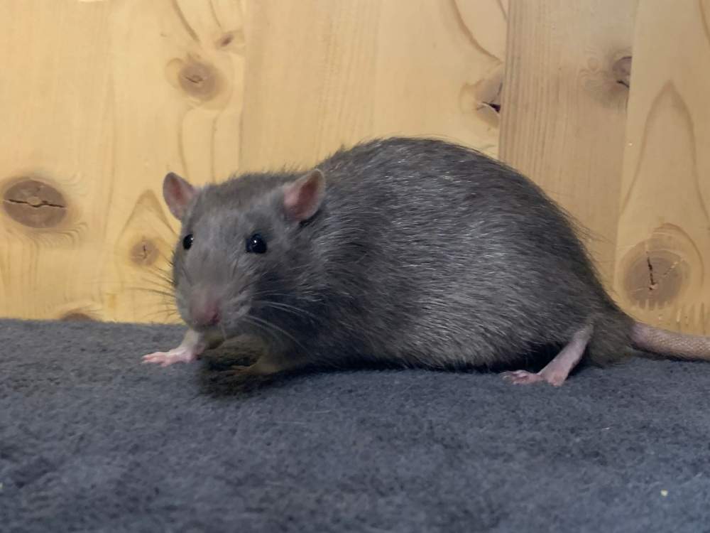 Fancy rat Breeder Rattus norvegicus 