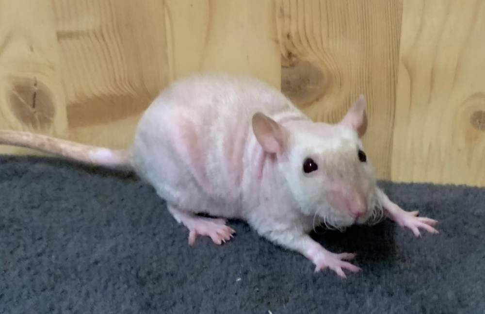 Fancy rat Breeder Rattus norvegicus 