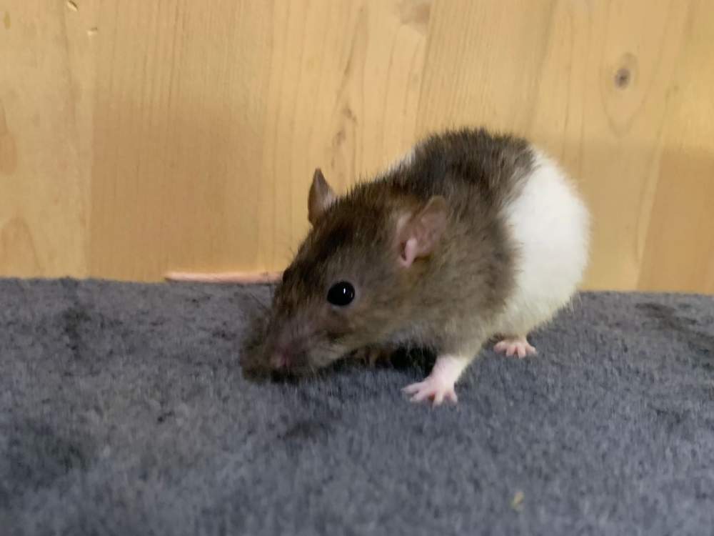 Fancy rat Breeder Rattus norvegicus 