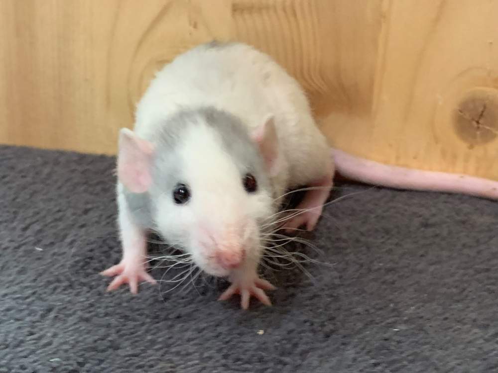 Fancy rat Breeder Rattus norvegicus 