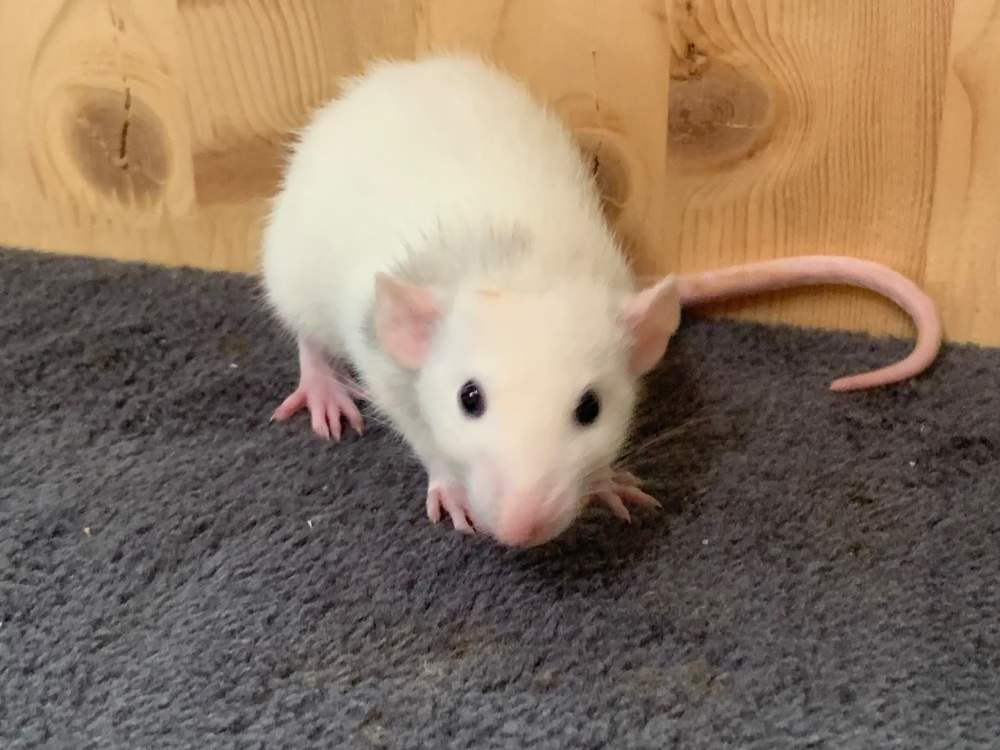 Fancy rat Breeder Rattus norvegicus 