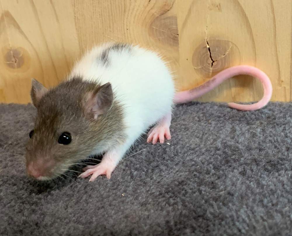 Fancy rat Breeder Rattus norvegicus 