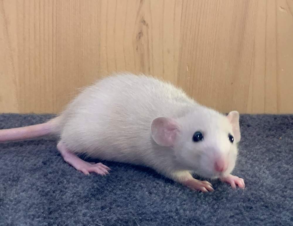 Fancy rat Breeder Rattus norvegicus 