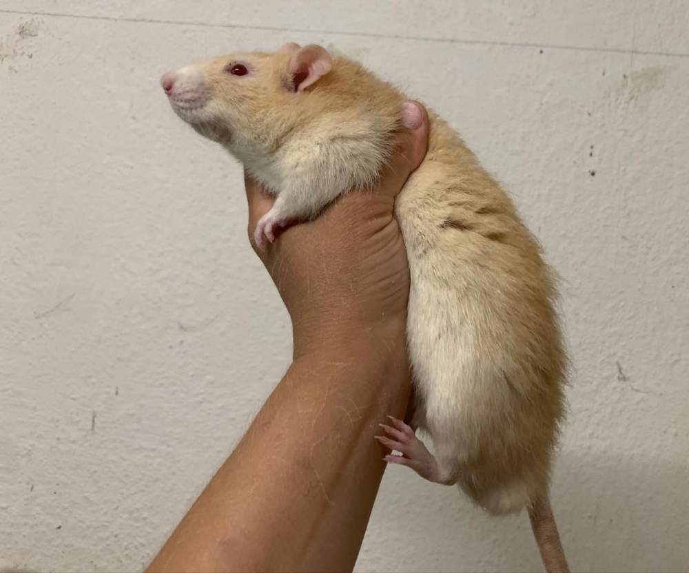 Fancy rat Breeder Rattus norvegicus 