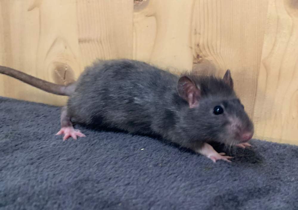 Fancy rat Breeder Rattus norvegicus 
