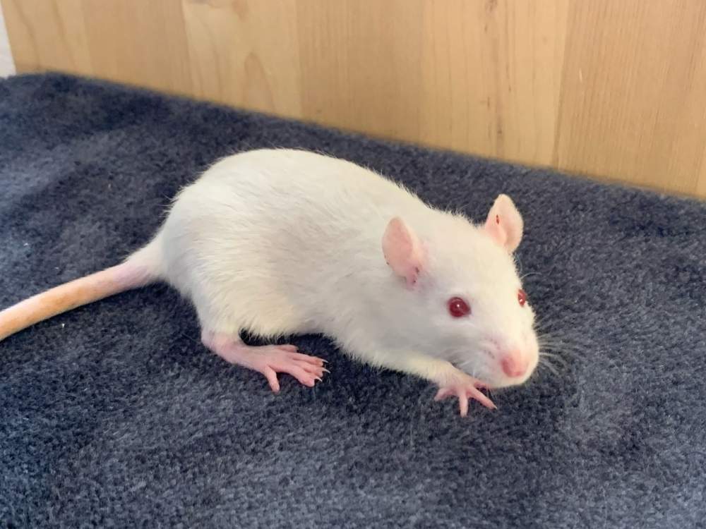 Fancy rat Breeder Rattus norvegicus 