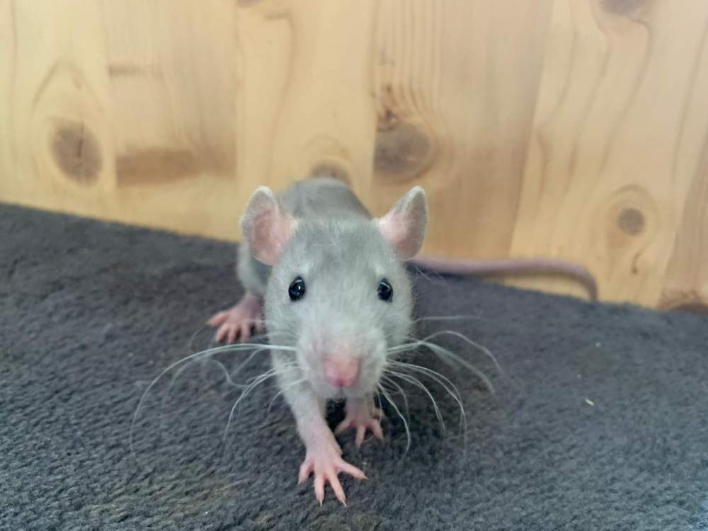 Fancy rat Breeder Rattus norvegicus 