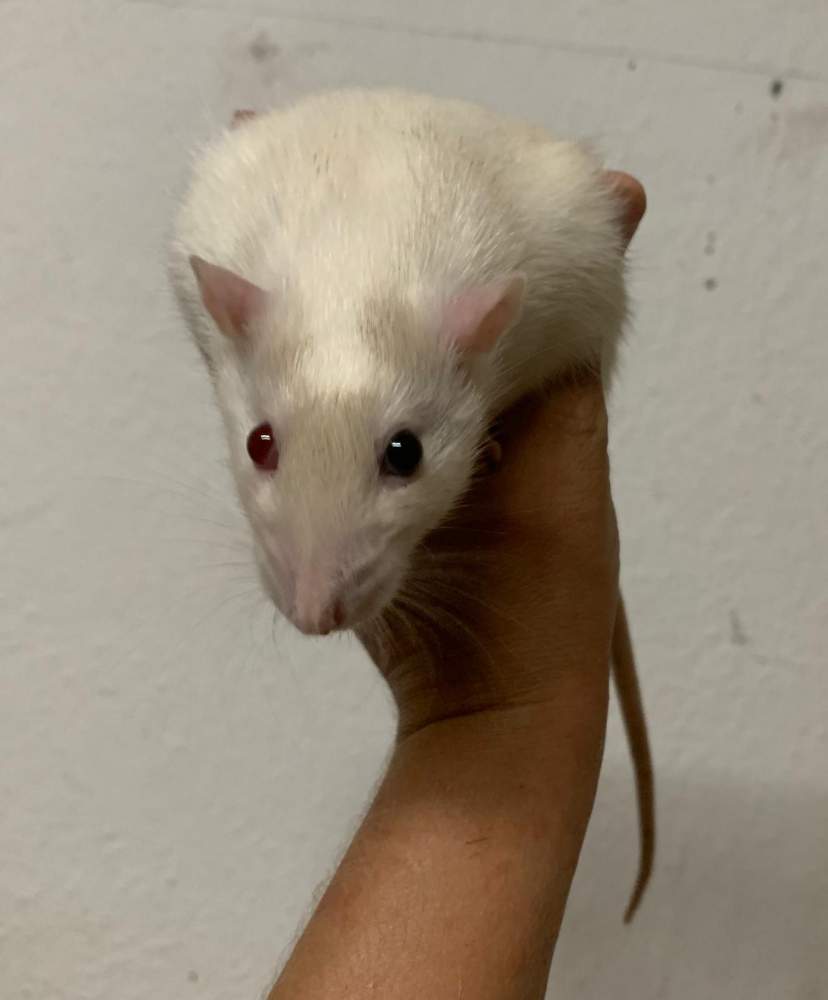 Fancy rat Pet only Rattus norvegicus 