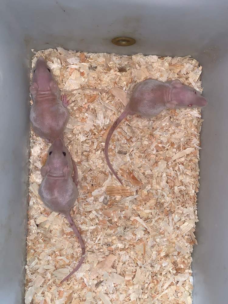 Fancy rat Breeder Rattus norvegicus 