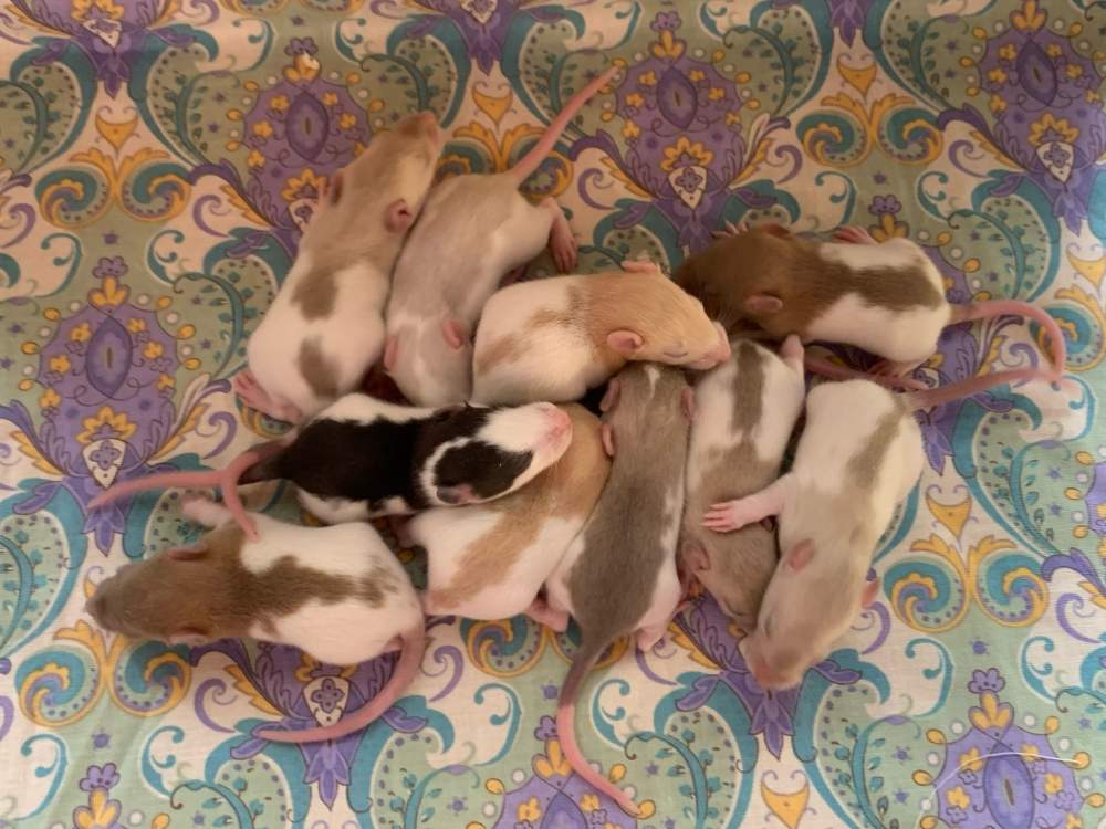 Fancy rat Breeder Rattus norvegicus 