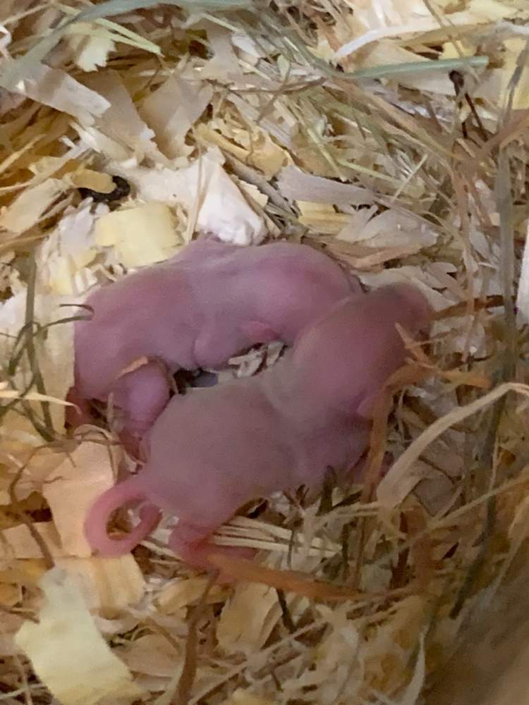Fancy rat Breeder Rattus norvegicus 