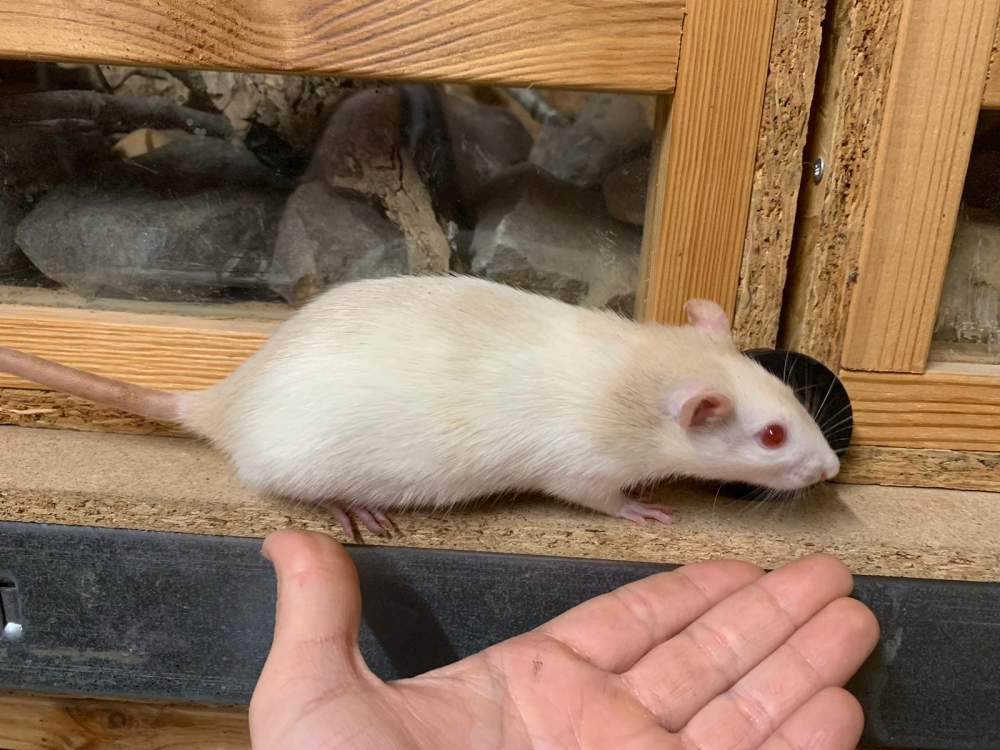 Fancy rat Breeder Rattus norvegicus 